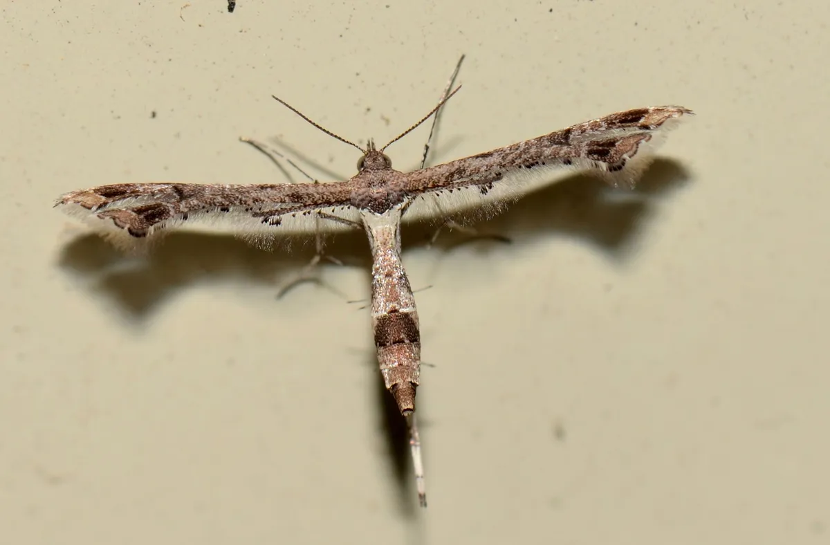 Lantana Plume Moth - photo 3