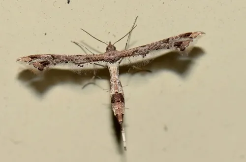 Lantana Plume Moth - photo 4