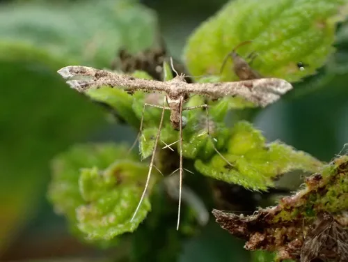 Lantana Plume Moth - photo 5