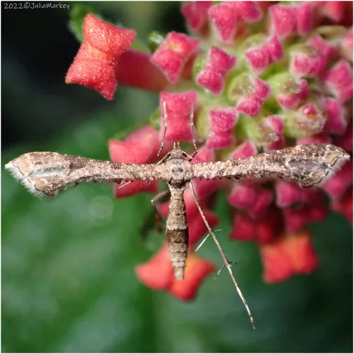 Lantana Plume Moth - photo 6