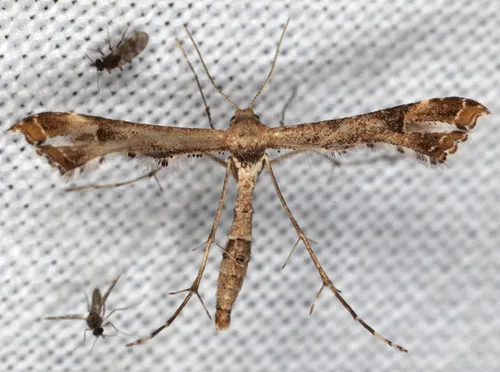 Lantana Plume Moth - photo 7