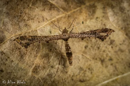 Lantana Plume Moth - photo 8