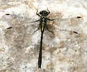 Northern Pygmy Clubtail