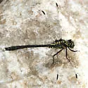 Northern Pygmy Clubtail - photo 2