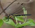 Northern Pygmy Clubtail - photo 3