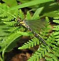 Northern Pygmy Clubtail - photo 4