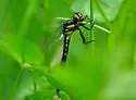 Northern Pygmy Clubtail - photo 5