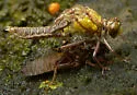 Southern Pygmy Clubtail