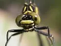 Southern Pygmy Clubtail - photo 2