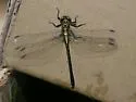 Southern Pygmy Clubtail - photo 3