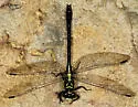 Southern Pygmy Clubtail - photo 4
