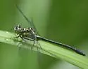 Southern Pygmy Clubtail - photo 5