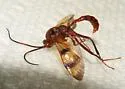 Lanugo cestus - photo 2