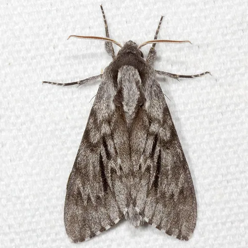 Northern Pine Sphinx - Hodges#7817