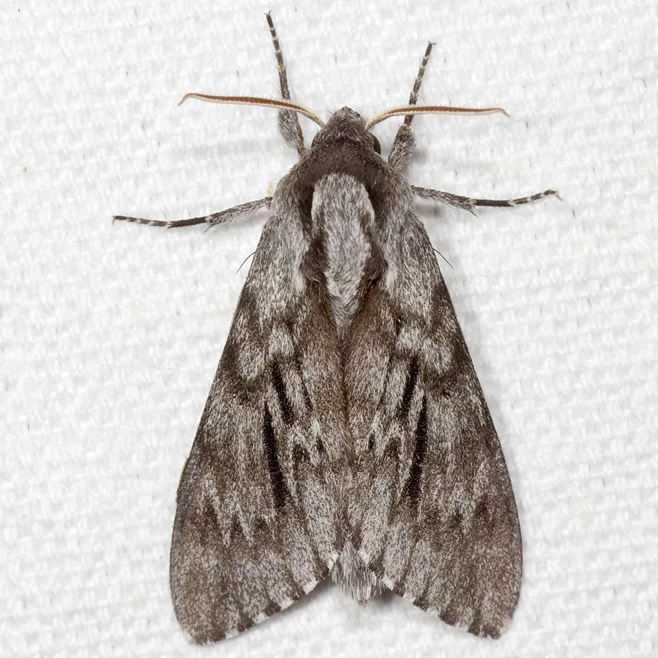 Northern Pine Sphinx - Hodges#7817 - photo 2