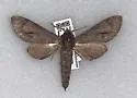 Gulf Pine Sphinx - Hodges#7817.1