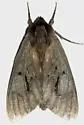 Gulf Pine Sphinx - Hodges#7817.1 - photo 2