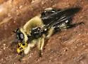 Autumn Laphria