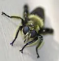 Autumn Laphria - photo 2