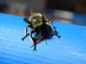 Autumn Laphria - photo 3