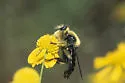 Autumn Laphria - photo 4