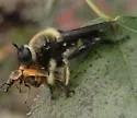 Autumn Laphria - photo 5