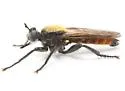 Radiant Laphria