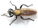 Radiant Laphria - photo 2