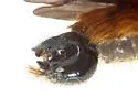 Radiant Laphria - photo 3