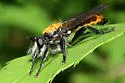 Radiant Laphria - photo 4