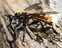 Radiant Laphria - photo 5