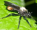 Northeastern Laphria