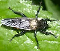 Northeastern Laphria - photo 2
