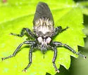 Northeastern Laphria - photo 3