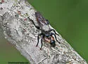 Northeastern Laphria - photo 4
