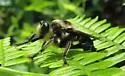 Bald Laphria