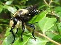 Bald Laphria - photo 2