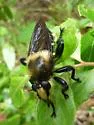 Bald Laphria - photo 3