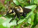 Bald Laphria - photo 4