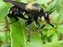 Bald Laphria - photo 5
