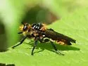 Golden Laphria
