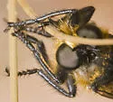 Golden Laphria - photo 3