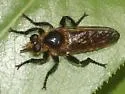 Golden Laphria - photo 4