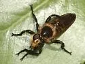 Golden Laphria - photo 5