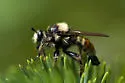 Red-banded Laphria