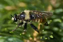 Red-banded Laphria - photo 2