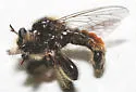 Red-banded Laphria - photo 3