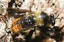 Red-banded Laphria - photo 4