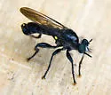 Common Black Laphria