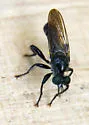 Common Black Laphria - photo 2